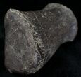 Edmontosaurus (Duck-Billed Dinosaur) Hand Digit #20453-2